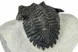Detailed Hollardops Trilobite - Ofaten, Morocco #347778-3